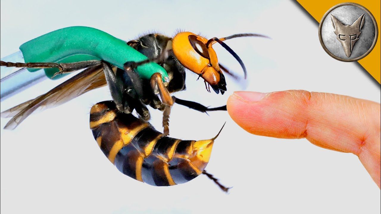 Asian Giant Hornet!  How Bad Are They?