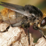 What are Bot Flies?